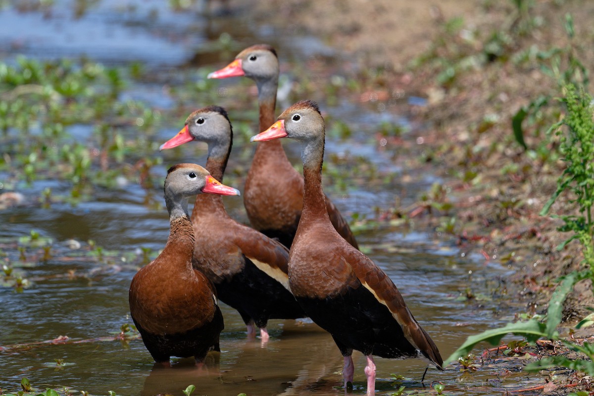 Black-bellied Whistling-Duck - Jan  Kool