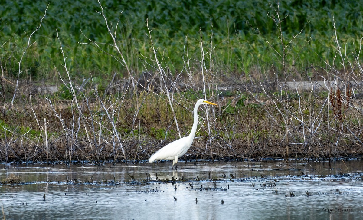 Great Egret - Alex Bryant