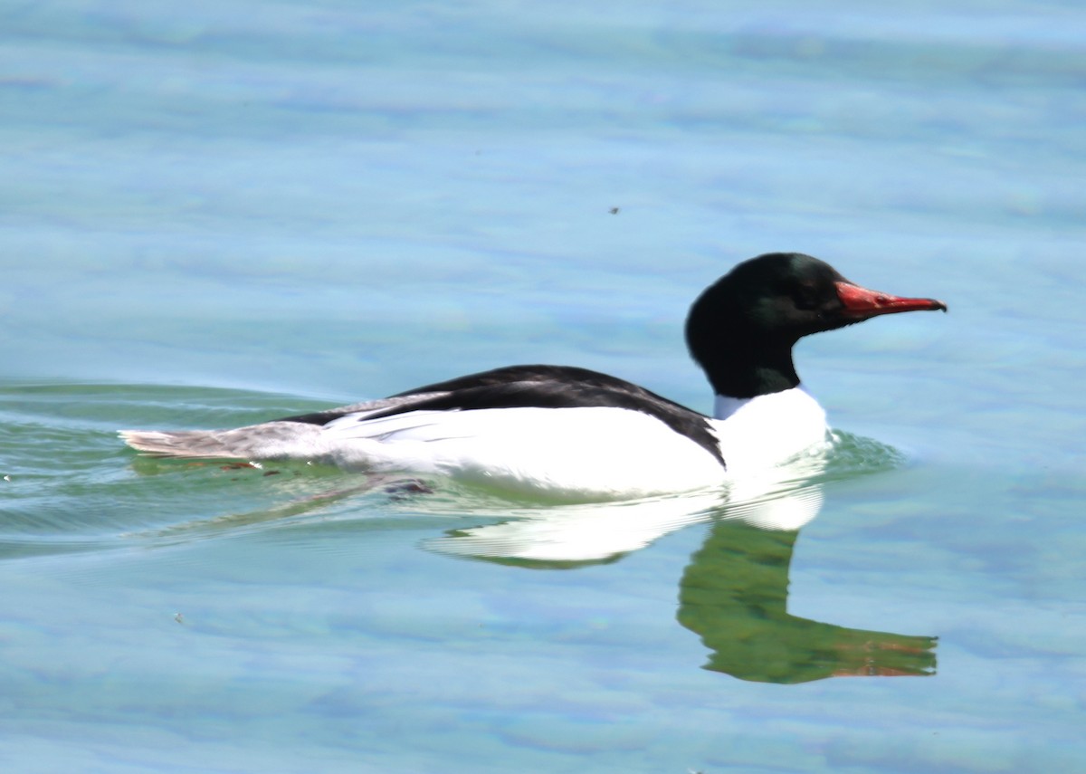 Common Merganser - Alan Shapiro