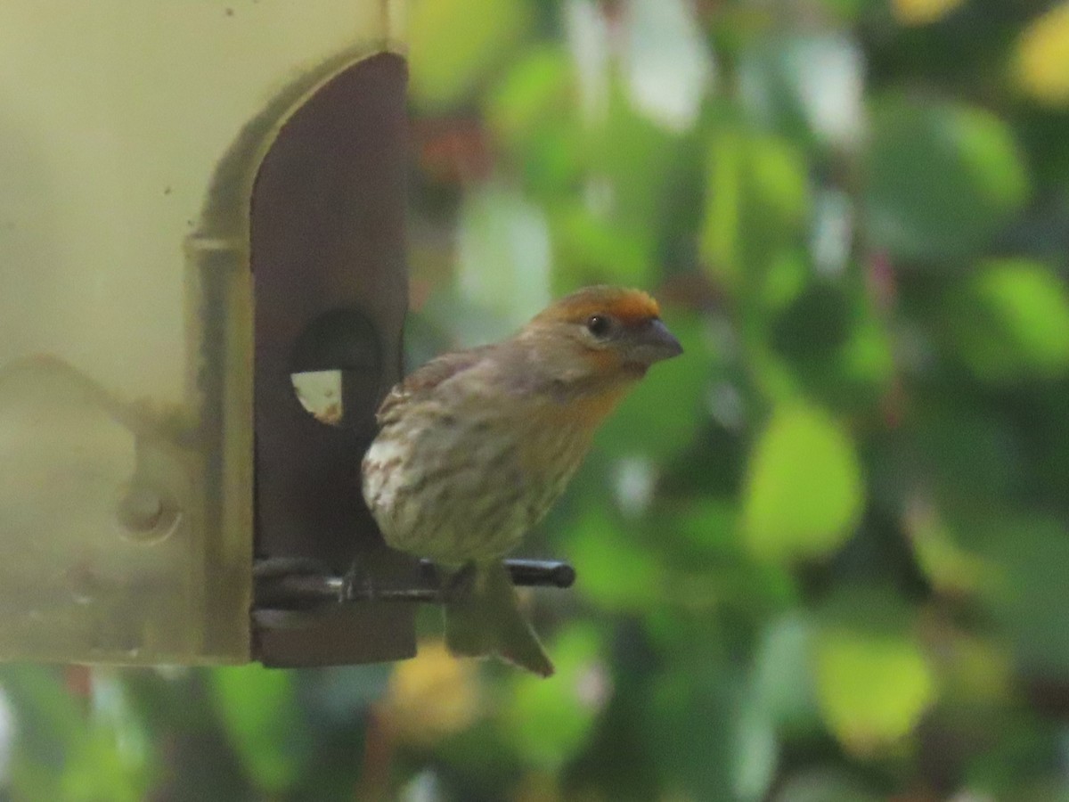 House Finch - Gayle Dangers-Meusel