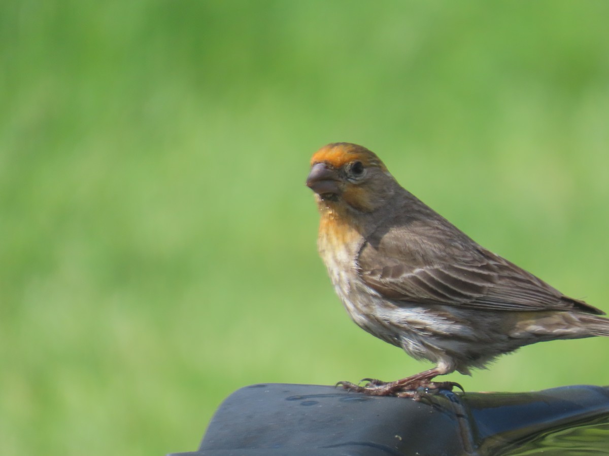 House Finch - Gayle Dangers-Meusel