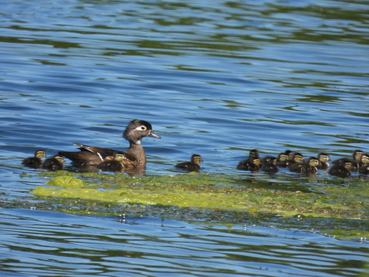 Wood Duck - Alexander R