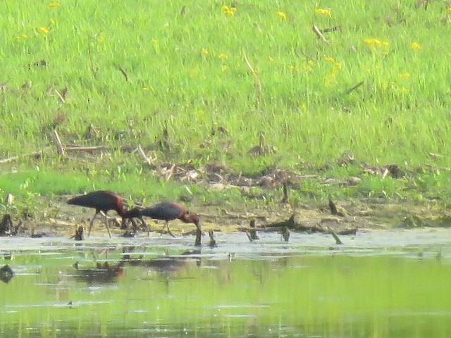 Glossy Ibis - ML619544313