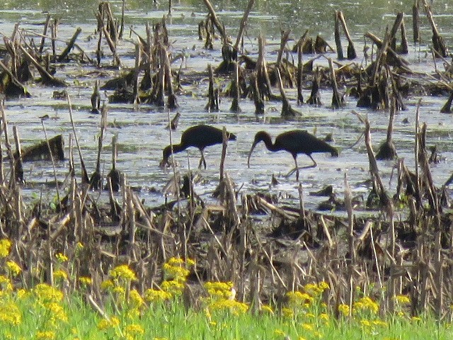 Glossy Ibis - ML619544314