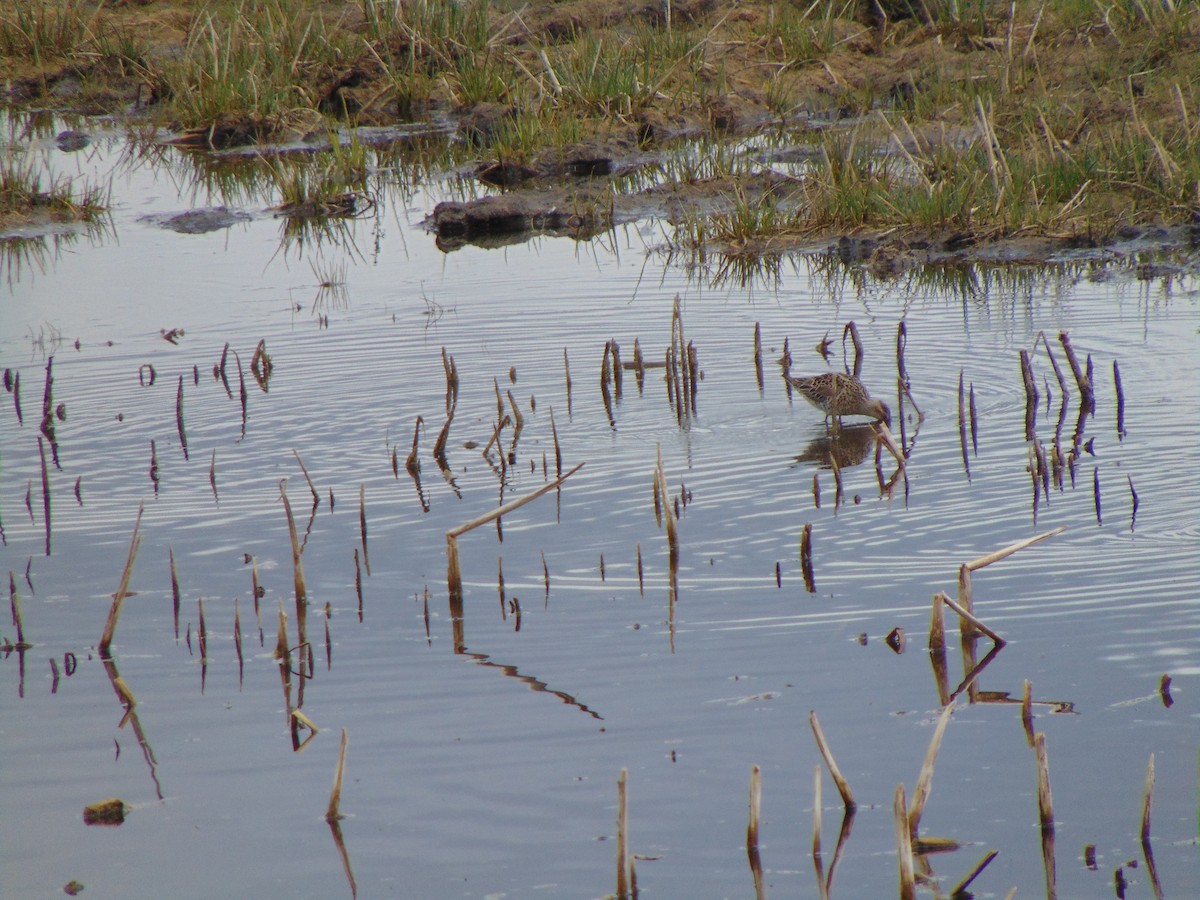 Stilt Sandpiper - Percy  Zalasky