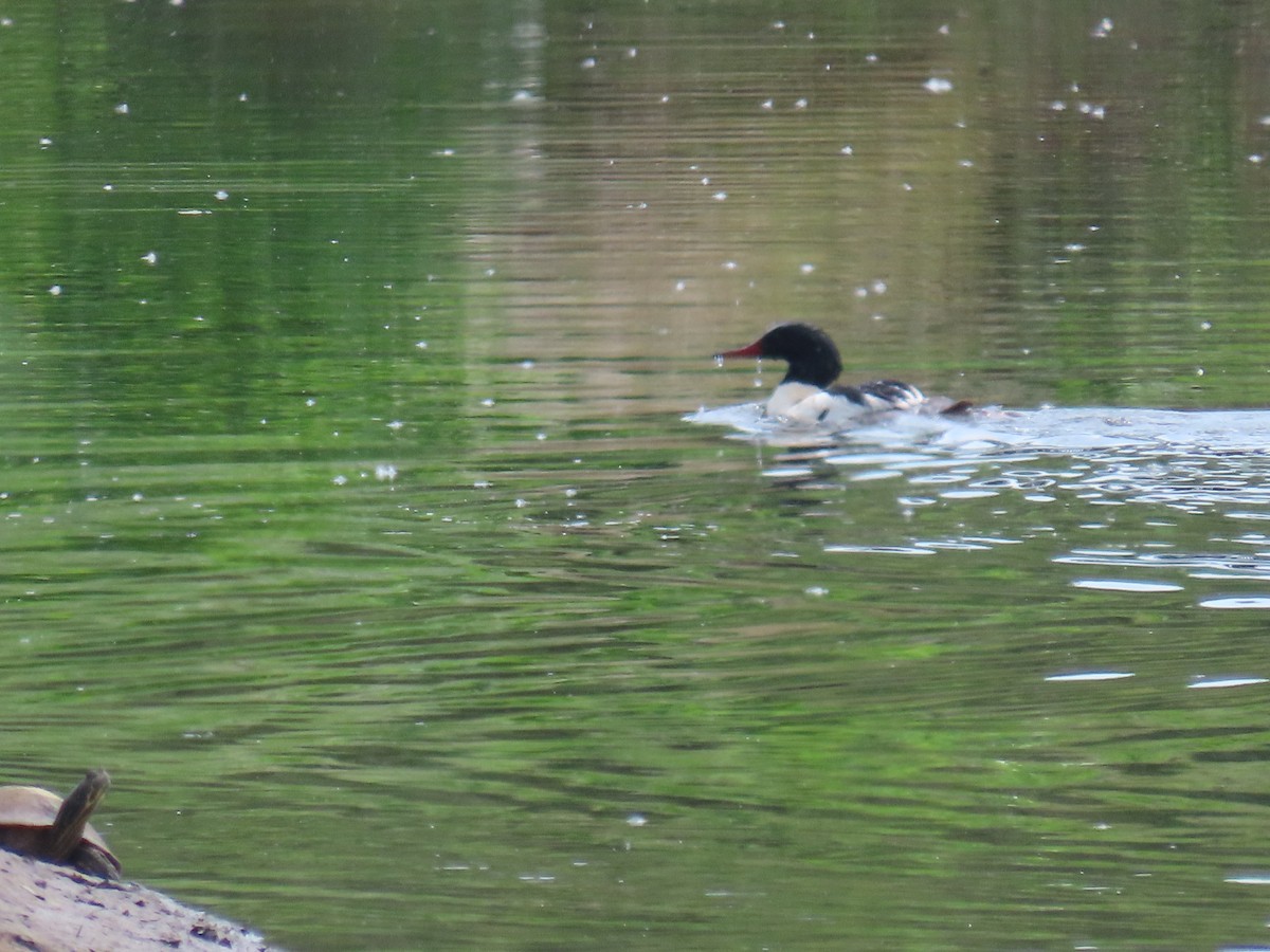 Common Merganser - ML619544318