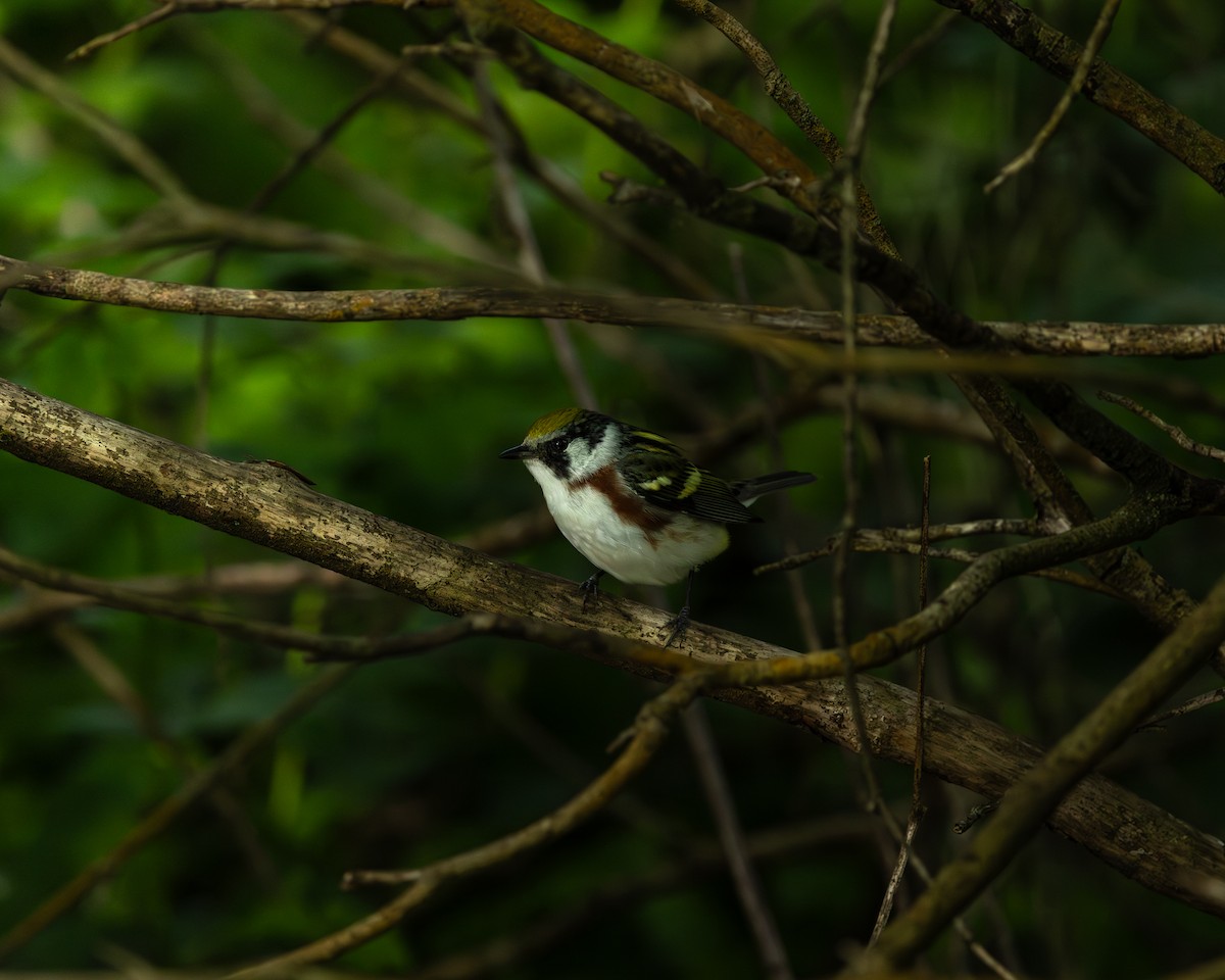 Chestnut-sided Warbler - ML619544319