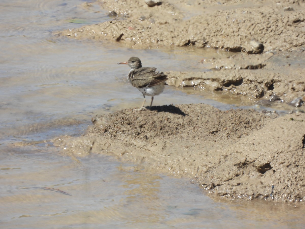 Spotted Sandpiper - Alexander R