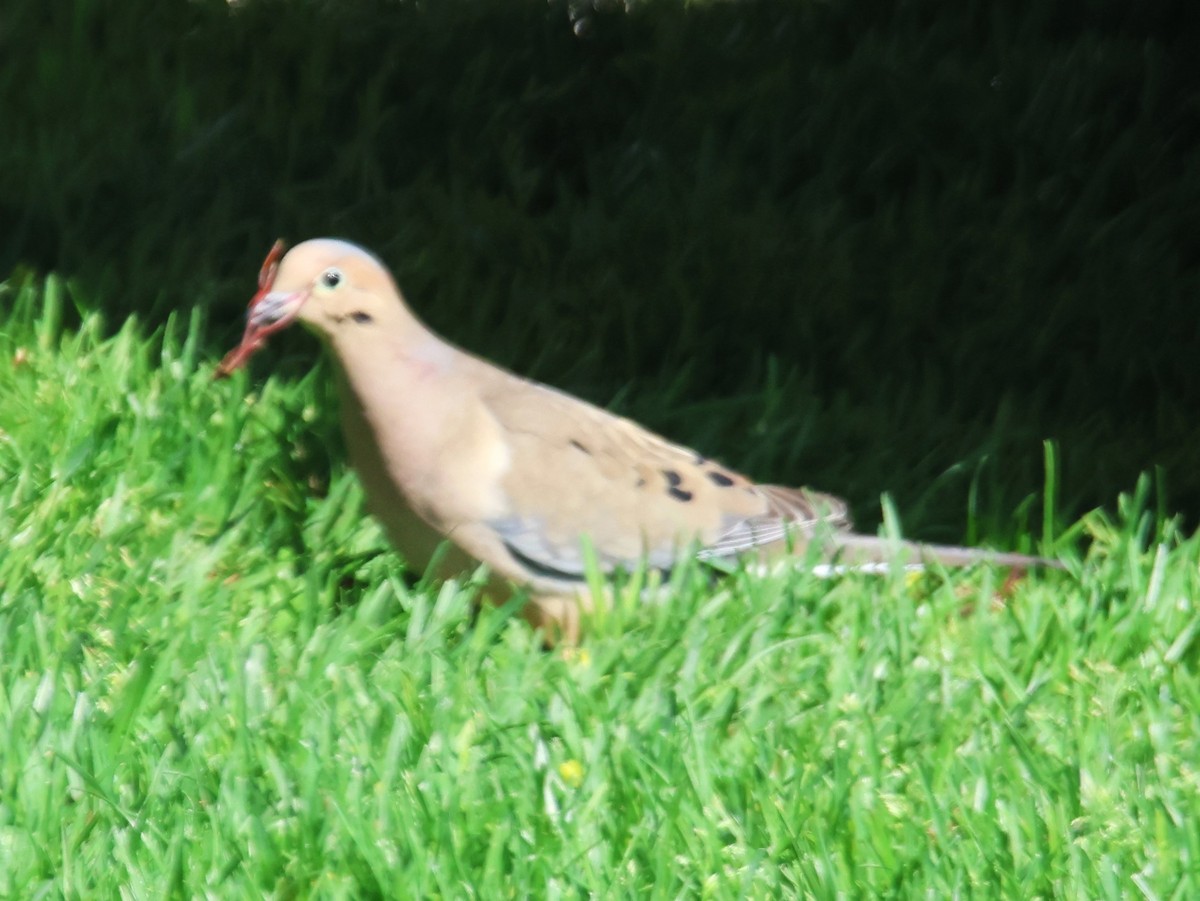 Mourning Dove - ML619544328