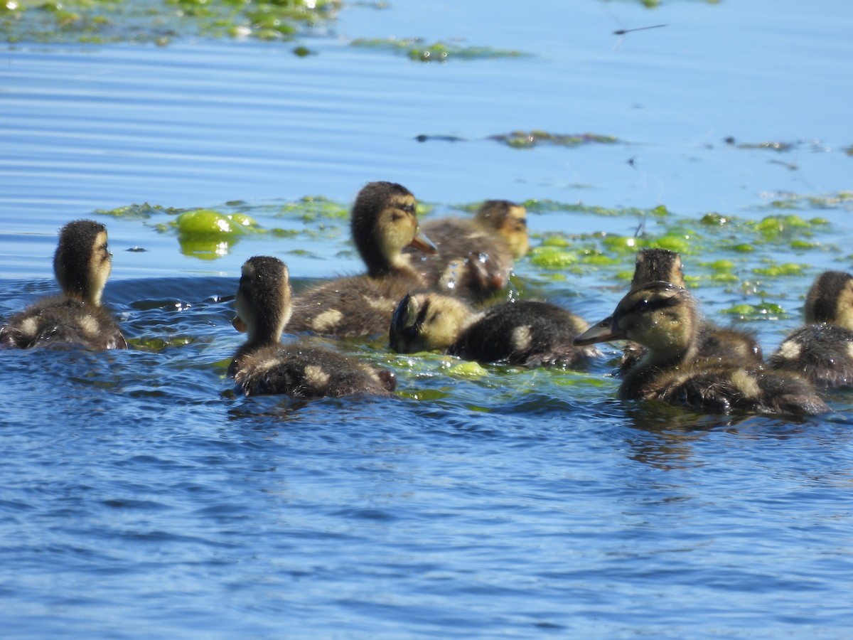 Mallard - Alexander R