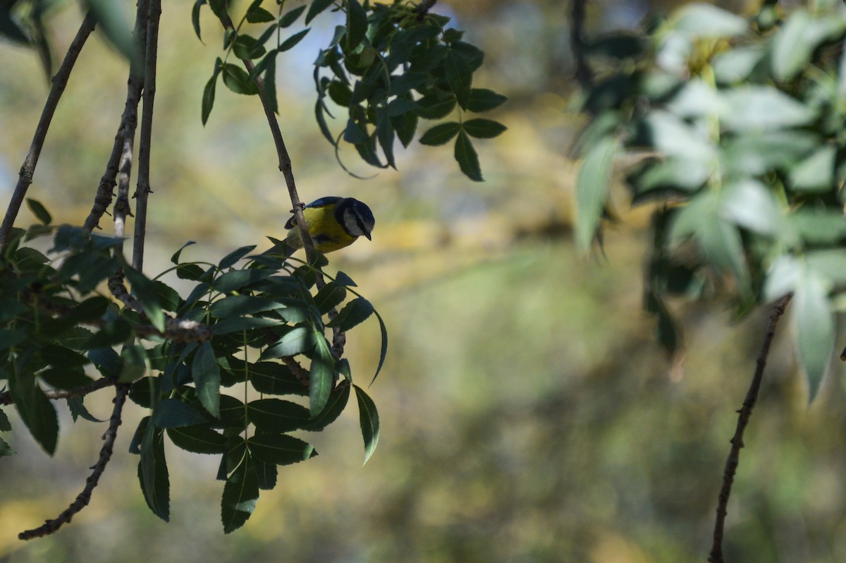 Eurasian Blue Tit - ML619544330