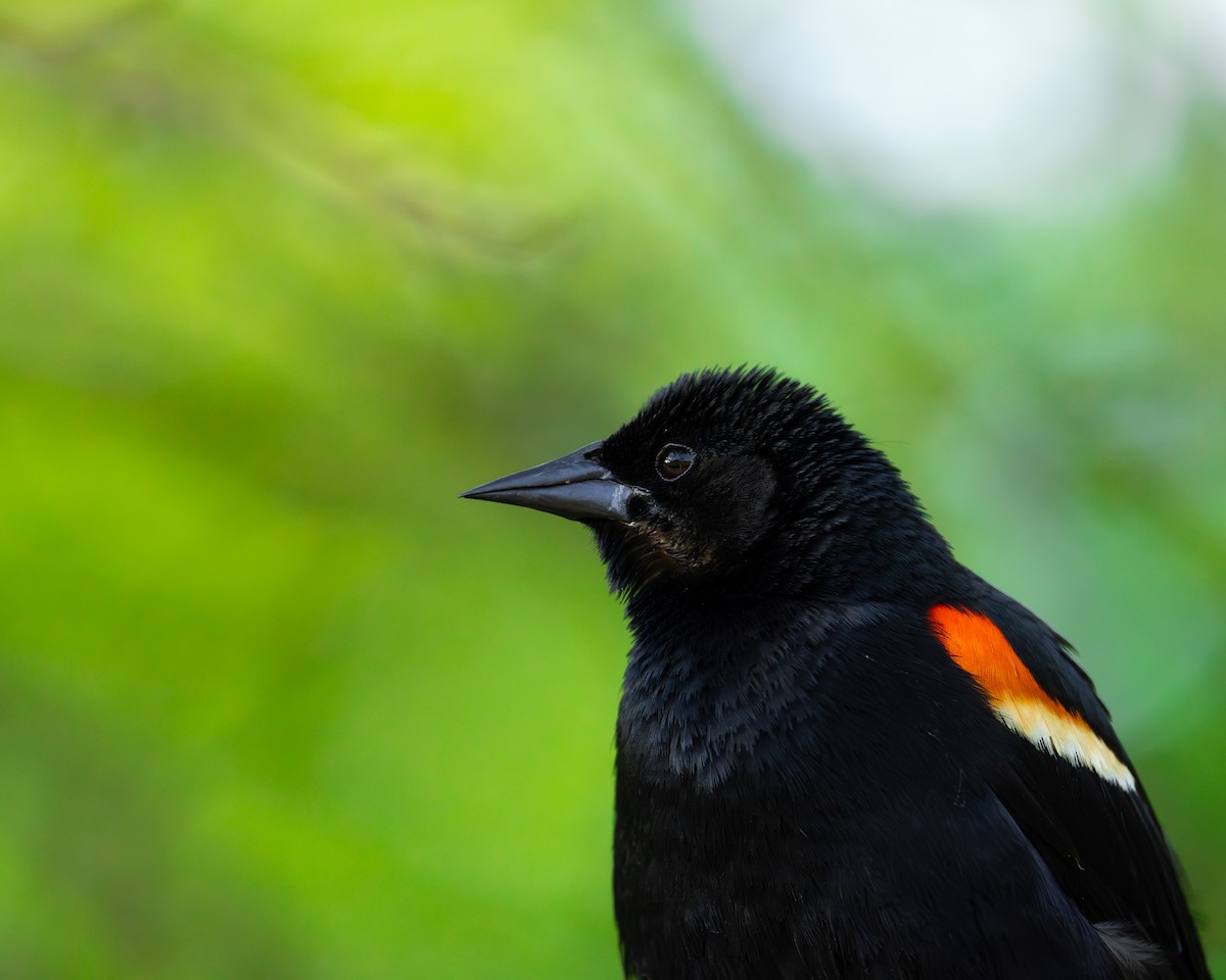Red-winged Blackbird - Joseph Bratta