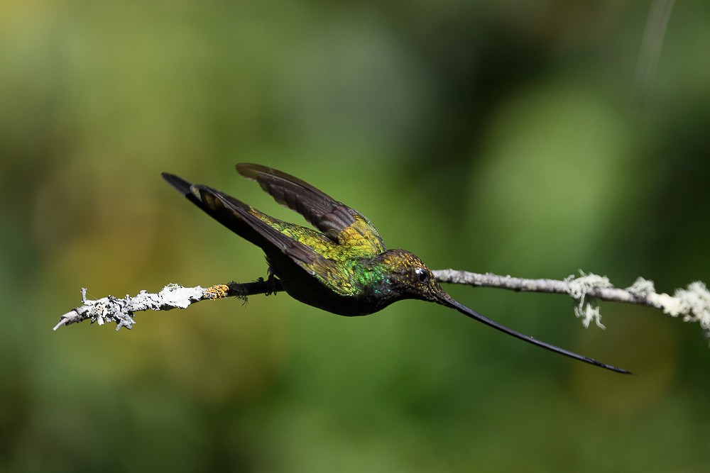 Sword-billed Hummingbird - Jose-Miguel Ponciano