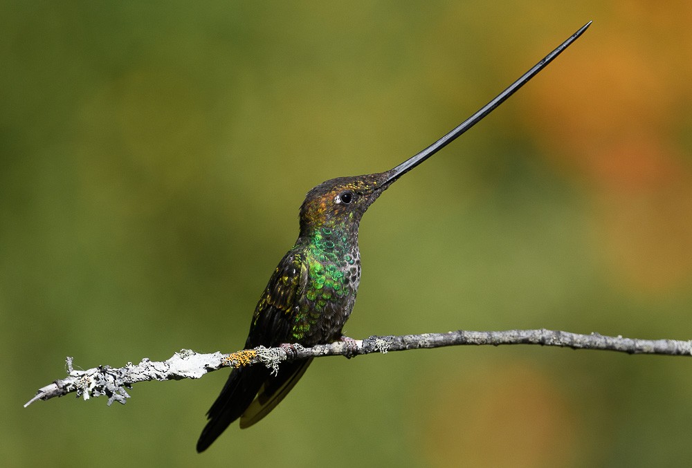 Sword-billed Hummingbird - Jose-Miguel Ponciano