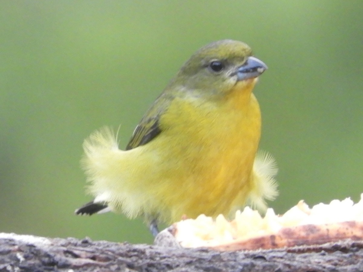 Thick-billed Euphonia - Juan Delgado