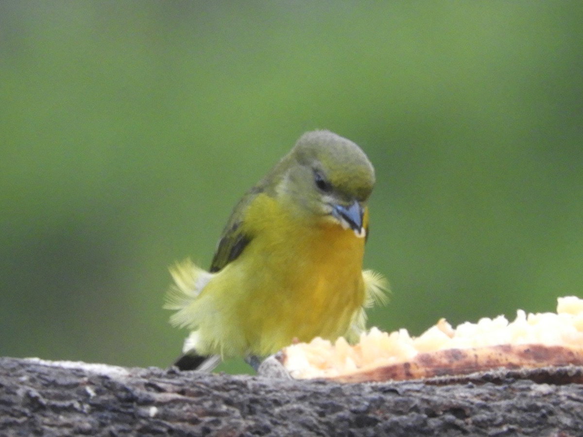 Thick-billed Euphonia - Juan Delgado