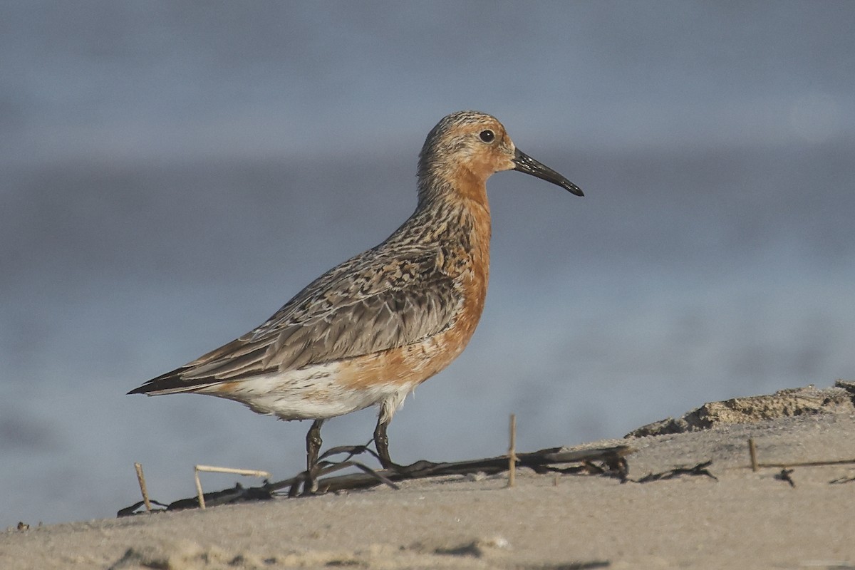 Red Knot - Pat Draisey