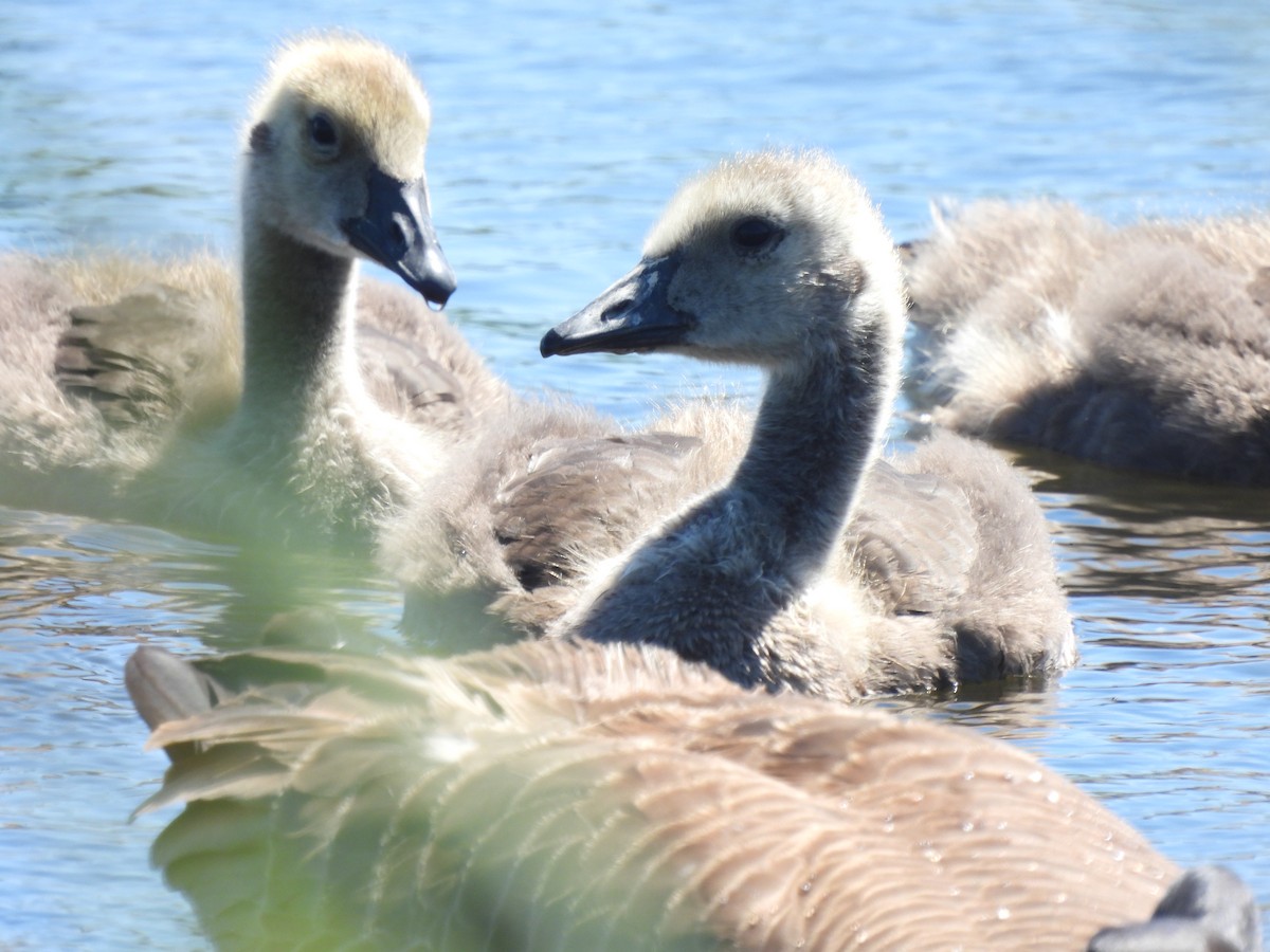 Canada Goose - Alexander R