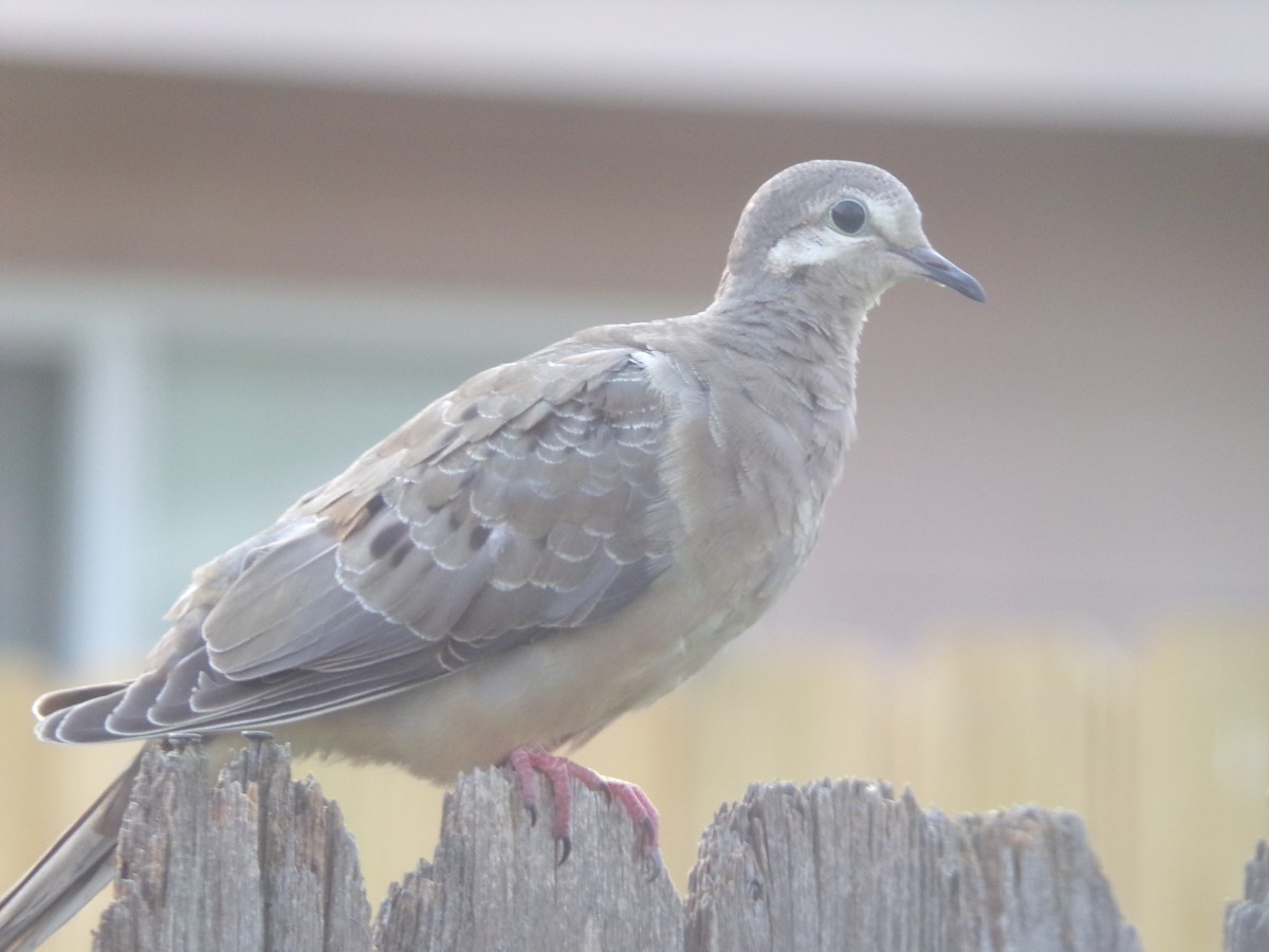 Mourning Dove - Texas Bird Family