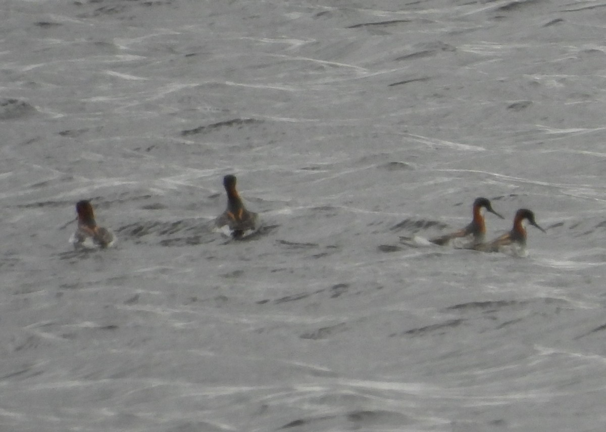 Wilson's Phalarope - ML619544348