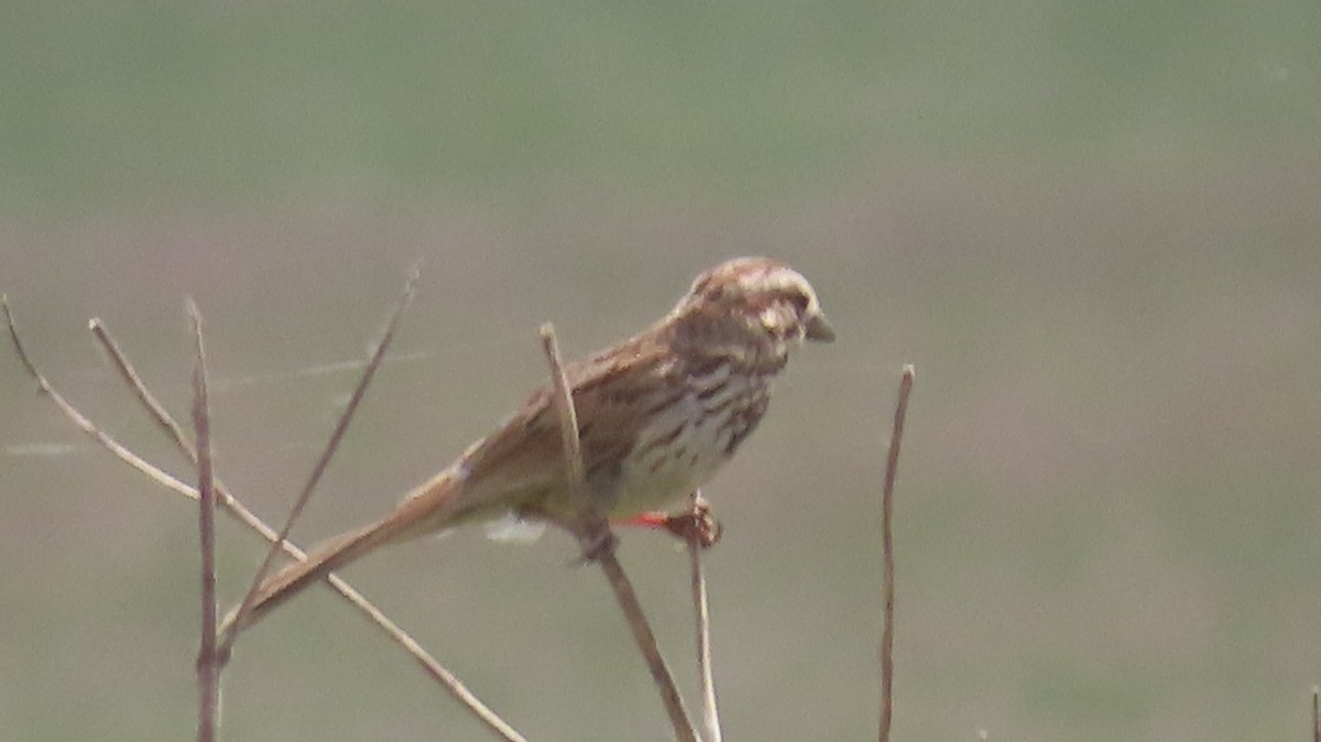 Song Sparrow - Gregory Allen