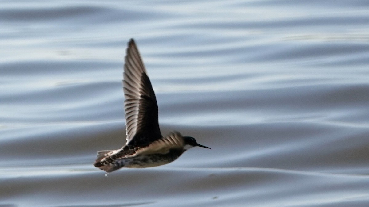 Red-necked Phalarope - leo wexler-mann