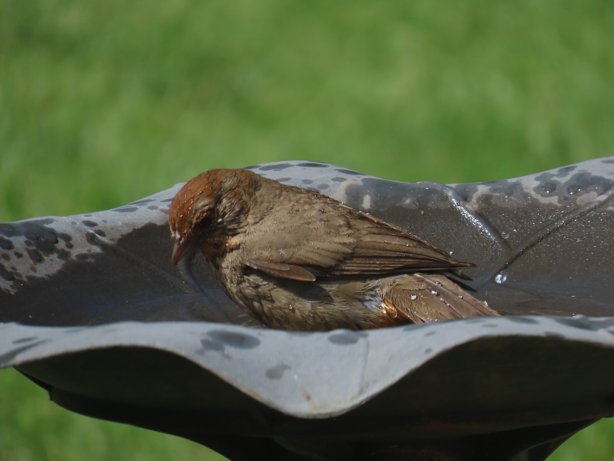 California Towhee - Gayle Dangers-Meusel