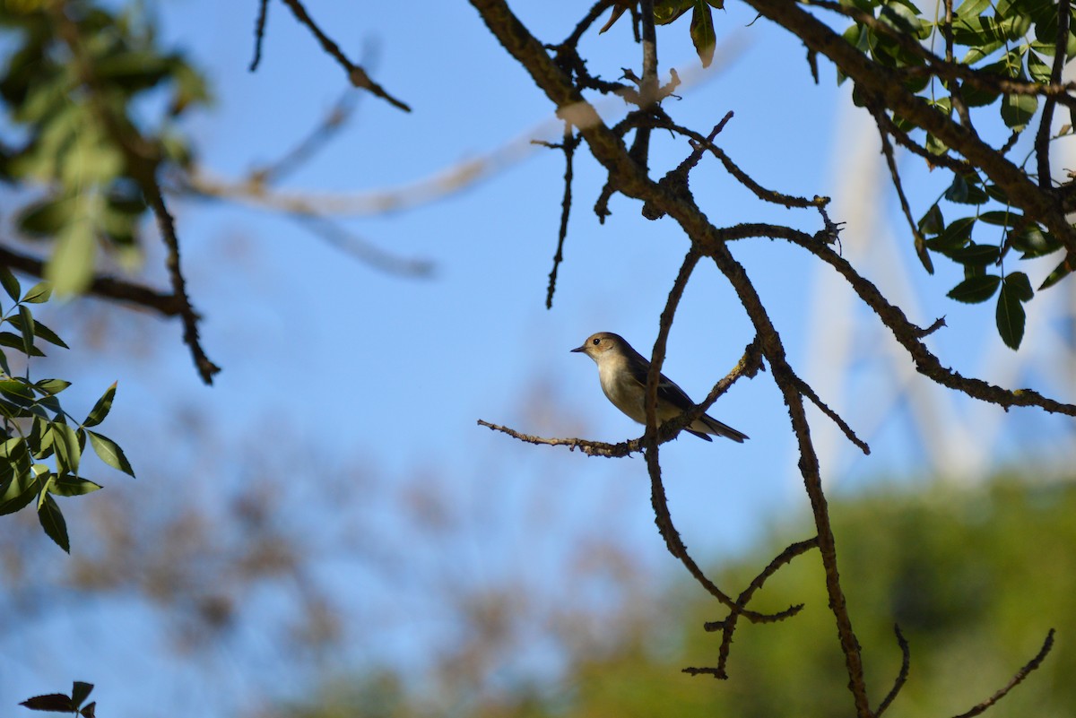 European Pied Flycatcher - Juniper Vane