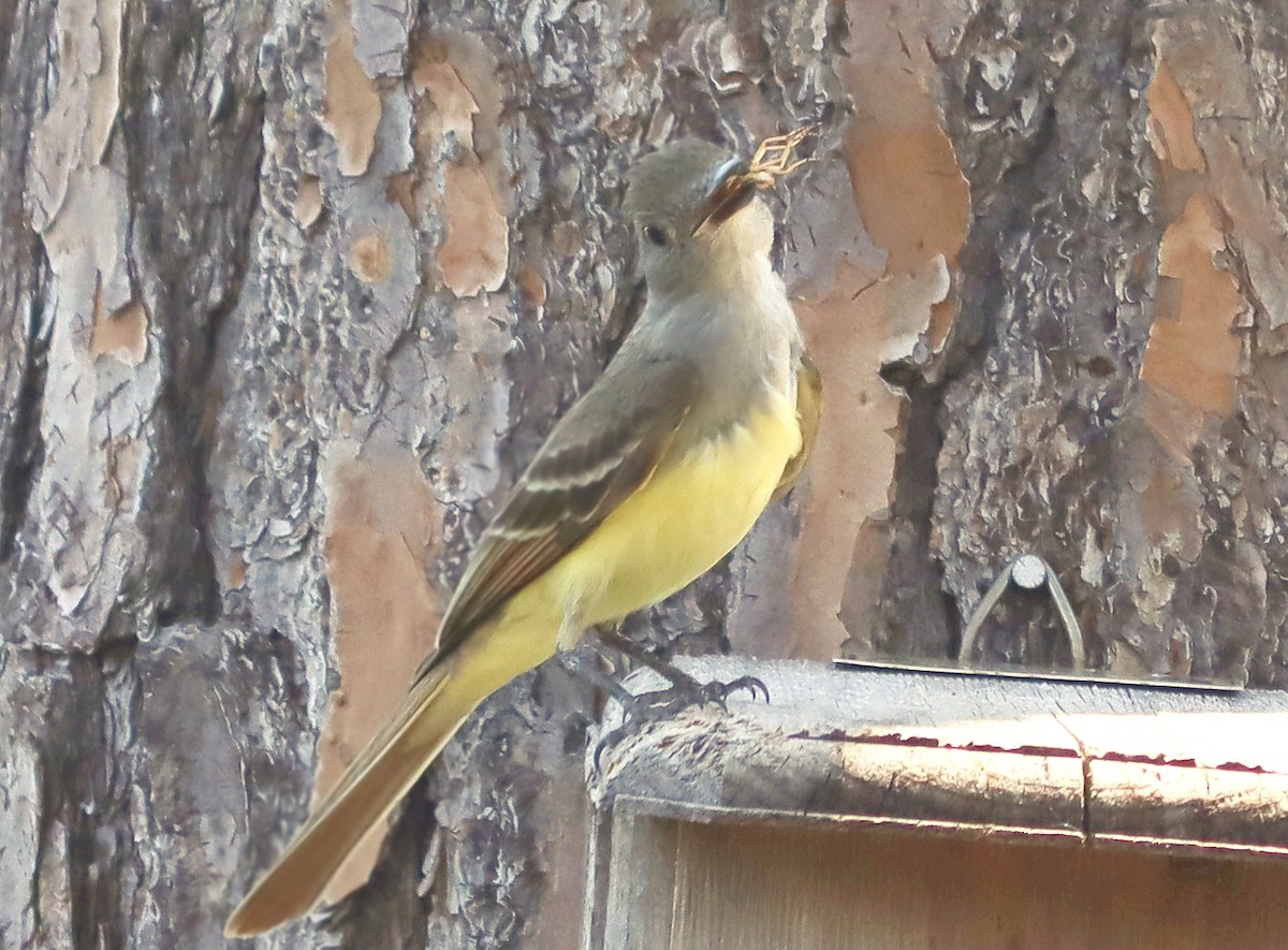 Great Crested Flycatcher - Roberta Blair