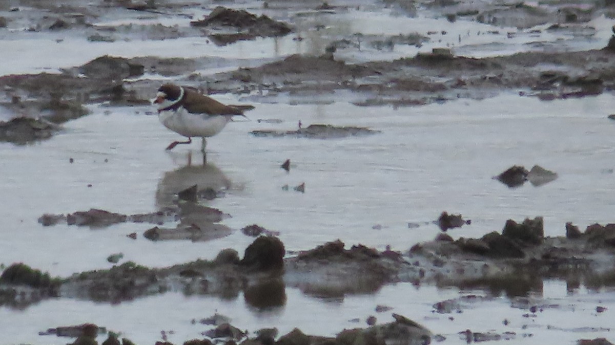 Semipalmated Plover - Gregory Allen