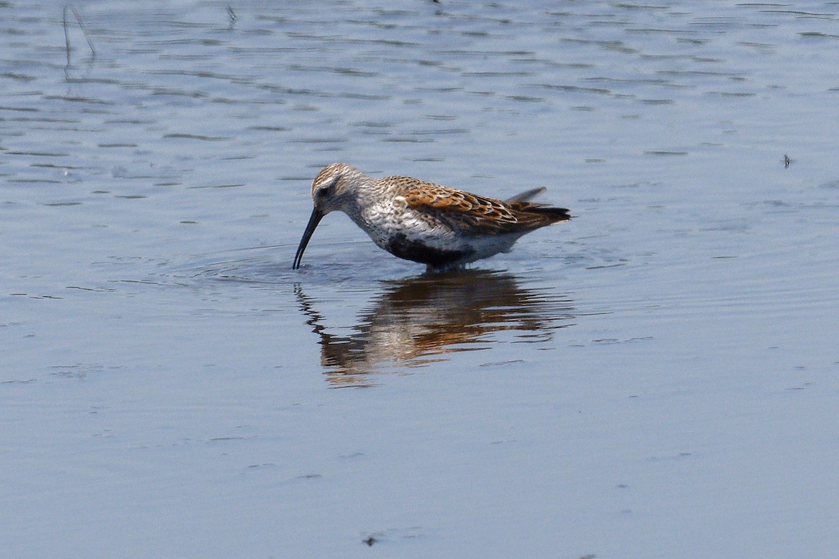 Dunlin - ML619544376