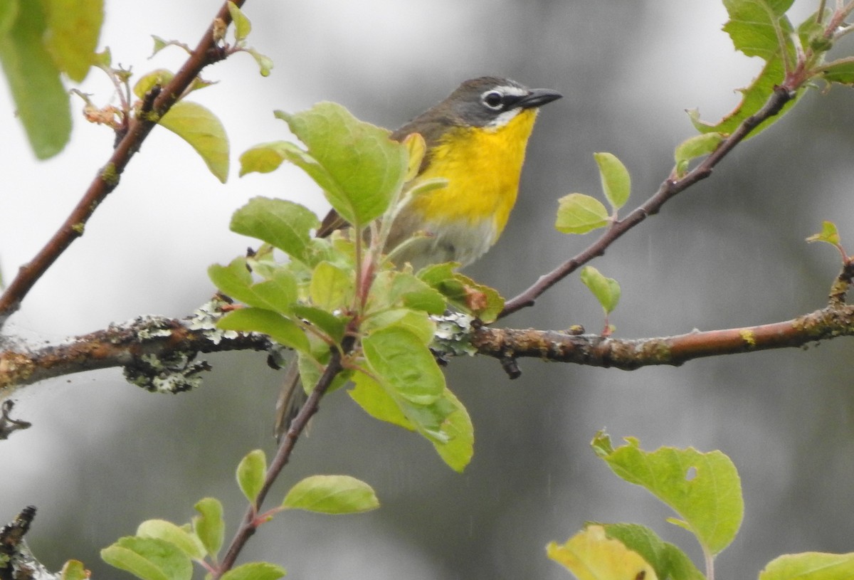 Yellow-breasted Chat - Cathy Carlson