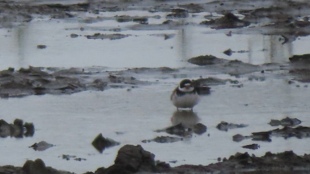 Semipalmated Plover - ML619544383