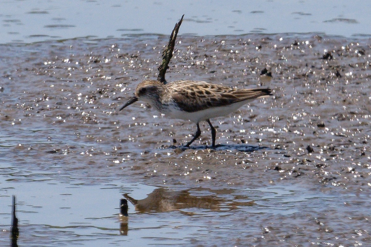 Semipalmated Sandpiper - Jan  Kool