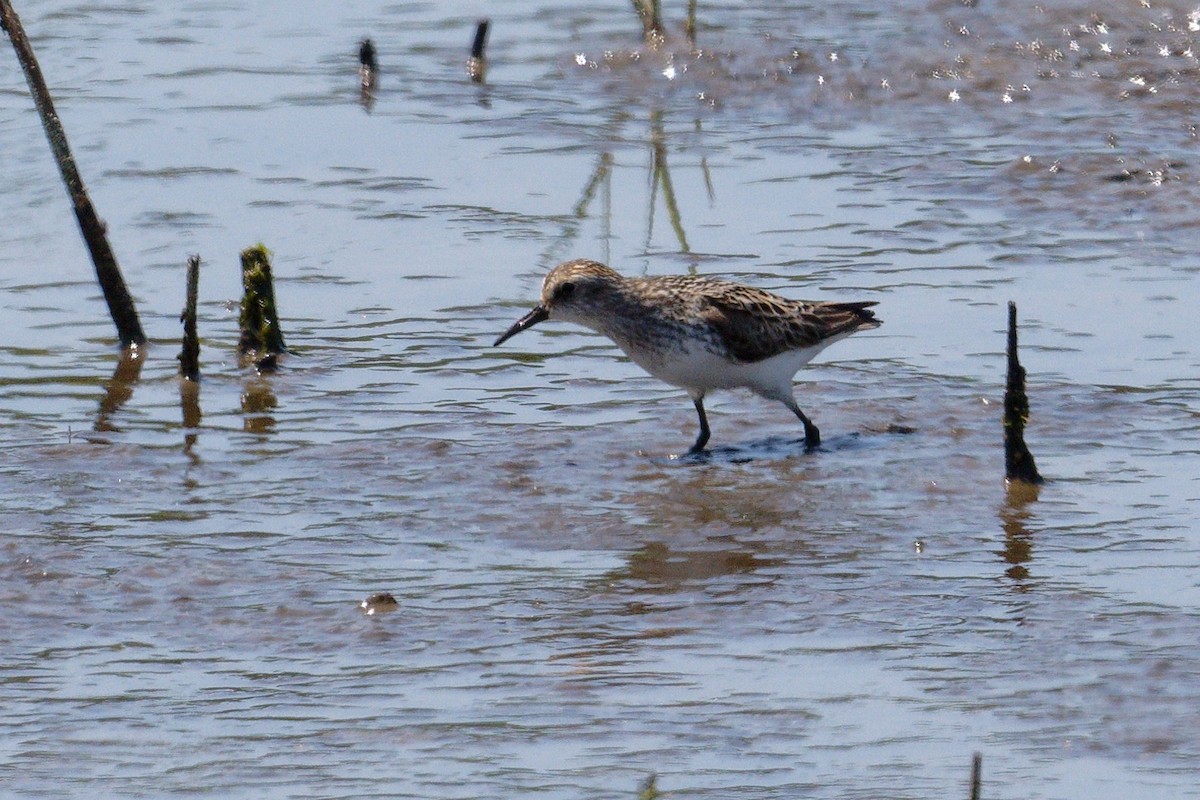 Semipalmated Sandpiper - Jan  Kool