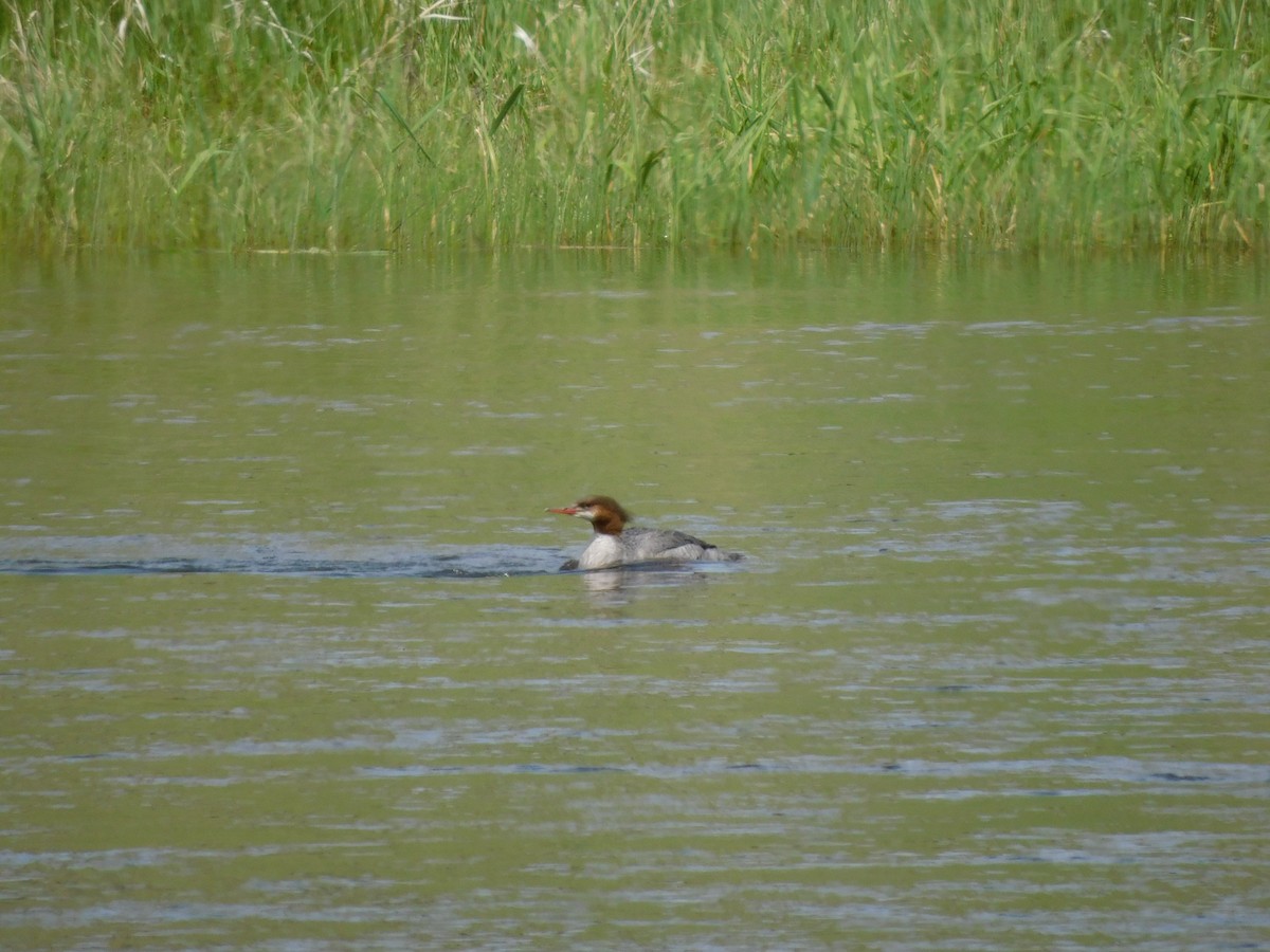 Common Merganser - Olivia Fisher