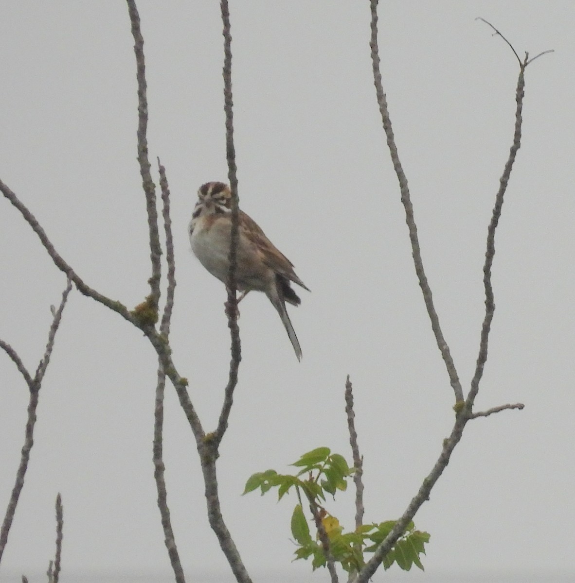 Lark Sparrow - Patty Leslie Pasztor