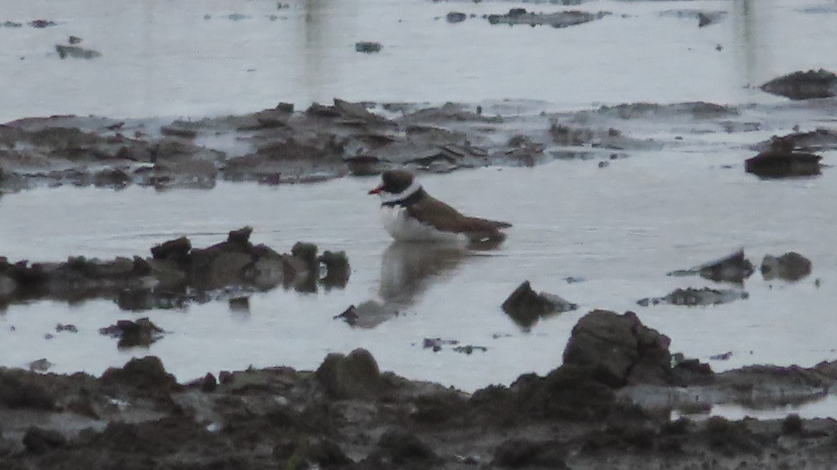 Semipalmated Plover - Gregory Allen