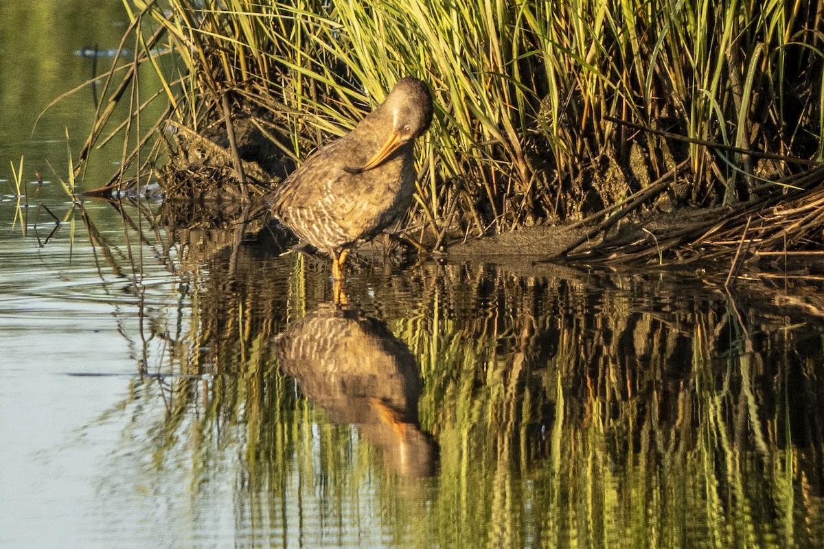 Clapper Rail - Helen Chelf