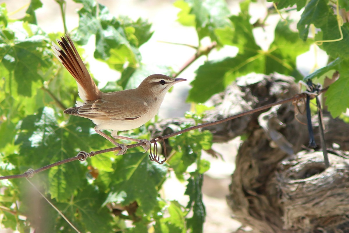 Rufous-tailed Scrub-Robin - Guillermo Piñal