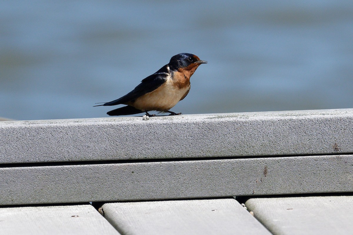 Barn Swallow - ML619544402