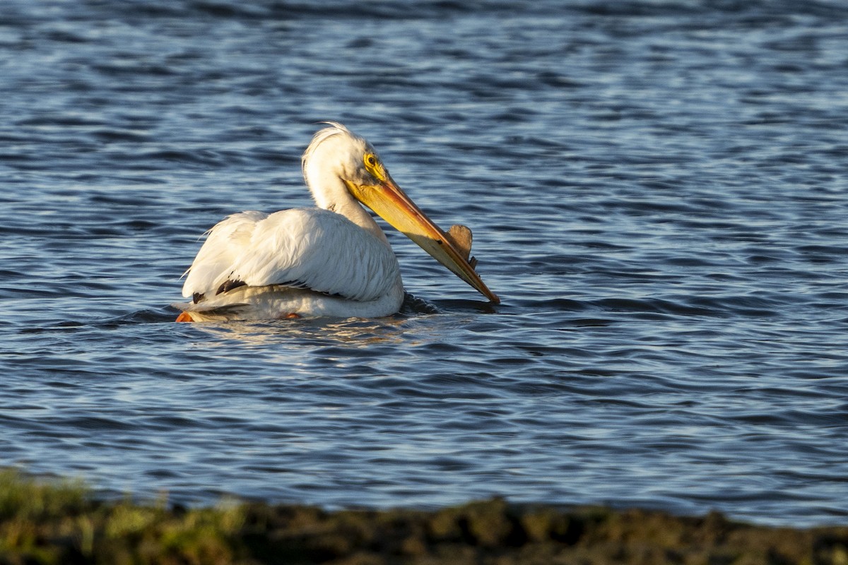 American White Pelican - Helen Chelf