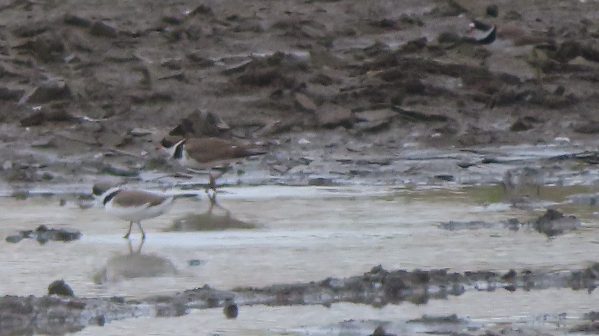 Semipalmated Plover - Gregory Allen