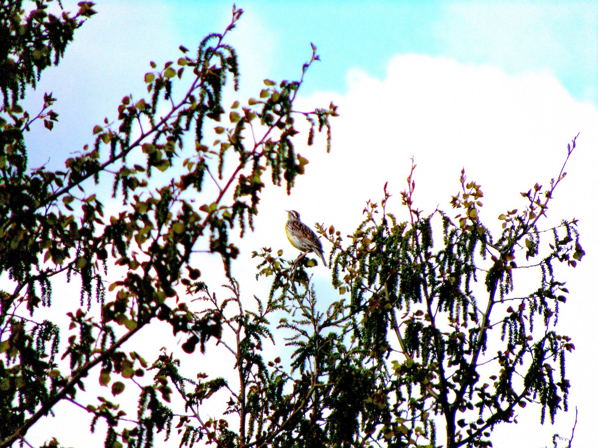 Western Meadowlark - ML619544410