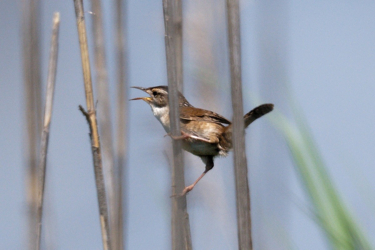 Marsh Wren - ML619544420