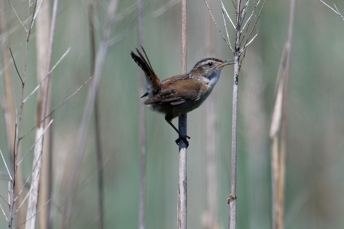 Marsh Wren - ML619544421