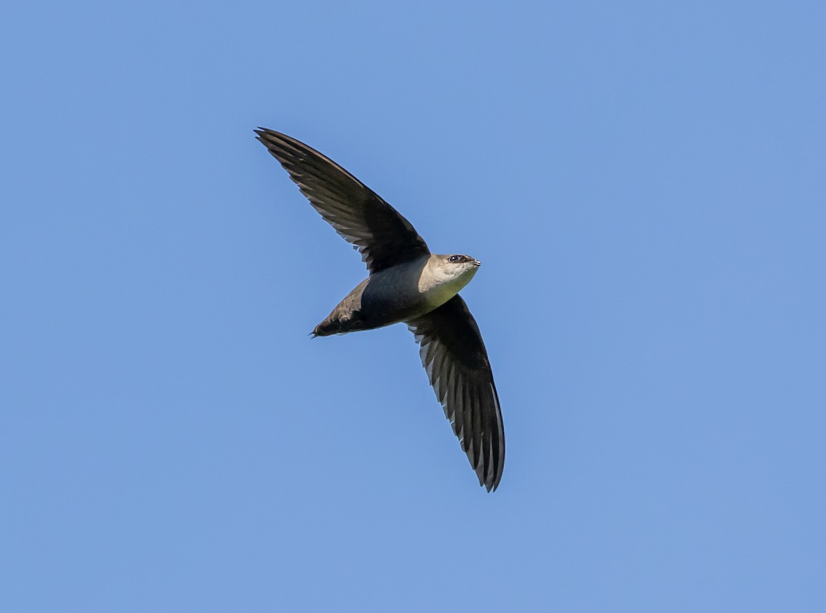 Chimney Swift - Greg Harrington