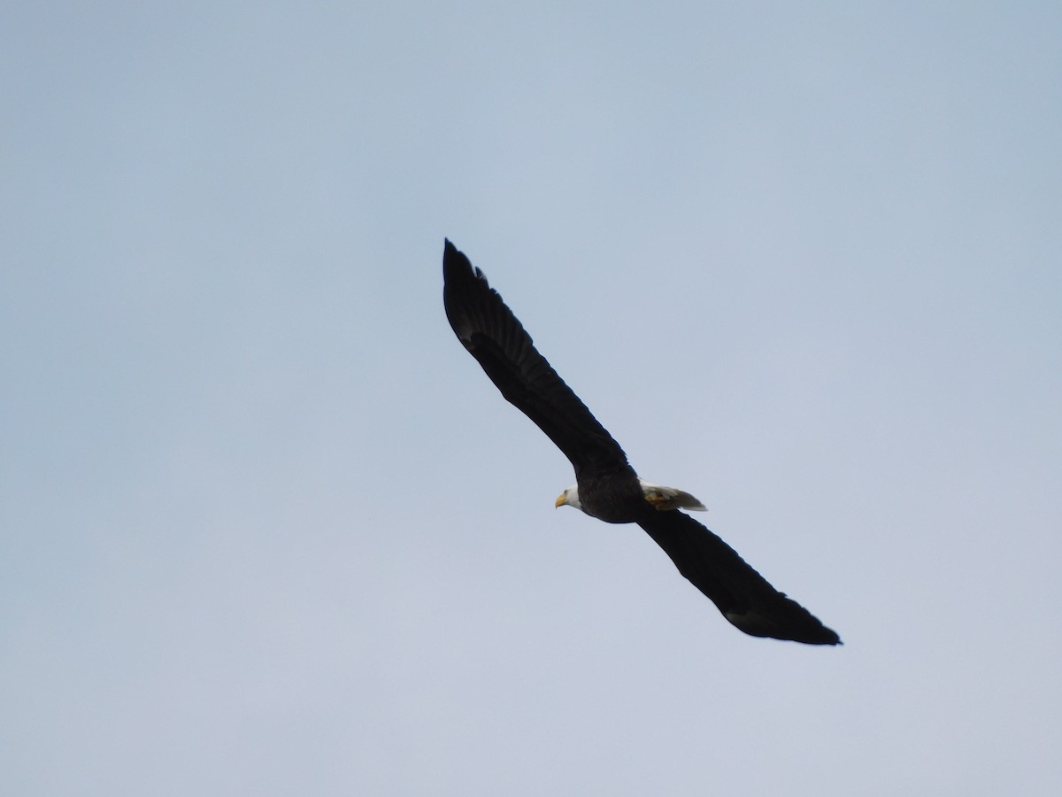 Bald Eagle - Olivia Fisher