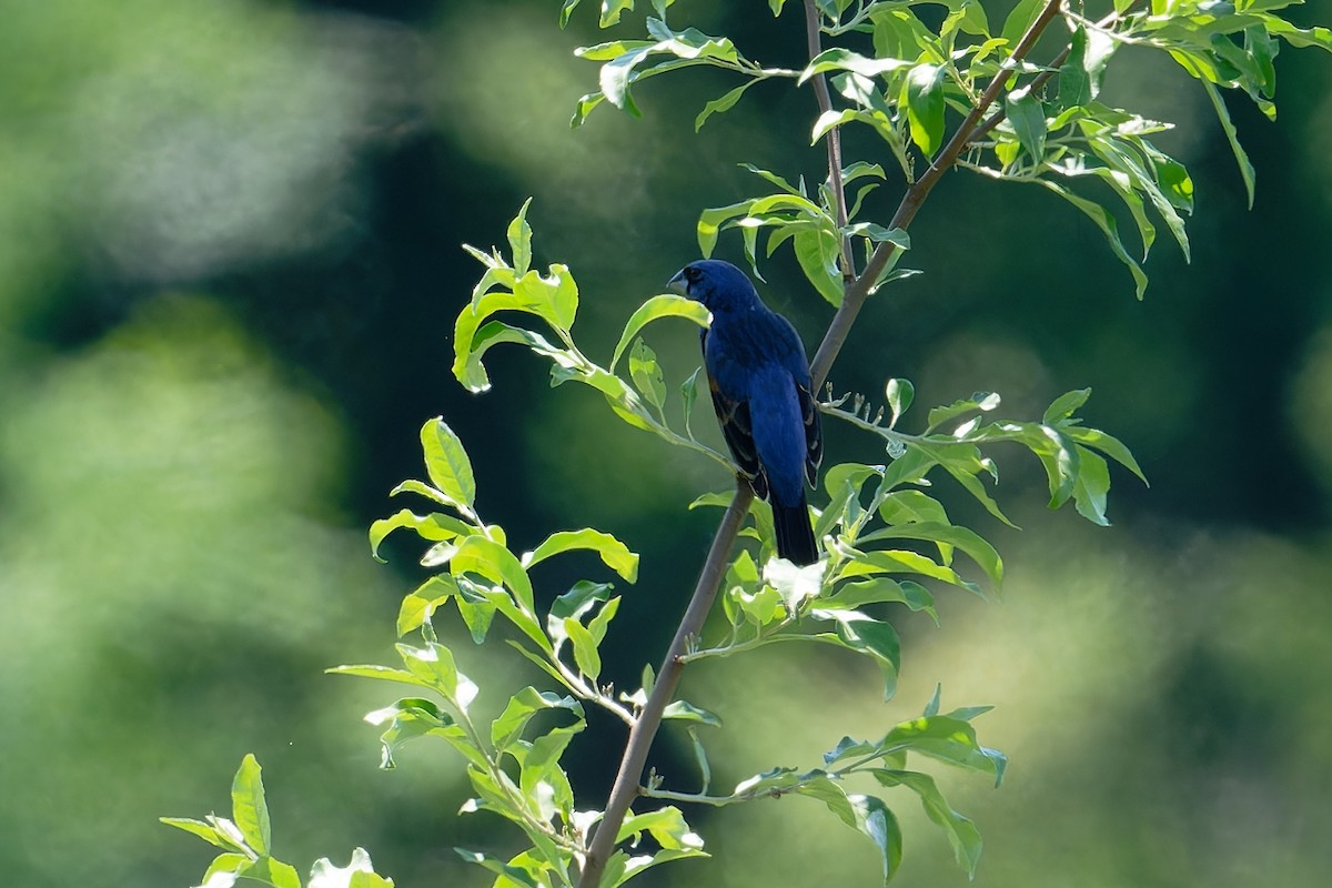 Blue Grosbeak - Jan  Kool