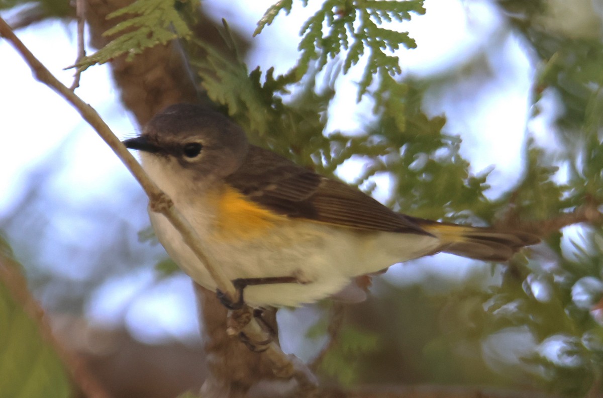 American Redstart - Alan Shapiro